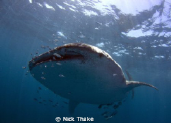 A large Shark Bay Whale Shark comes in for a look! by Nick Thake 
